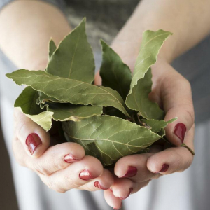 Зачем закапывать лавровый лист на даче: будет получен очень интересный результат